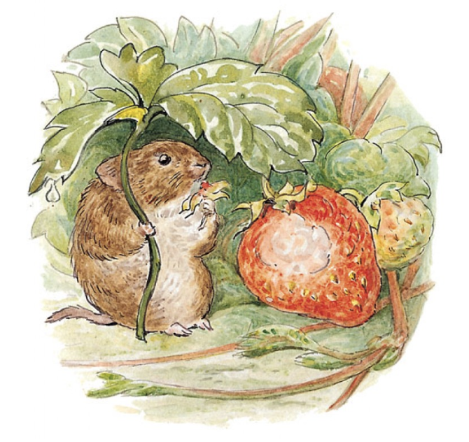 Timmie Willie, the country mouse